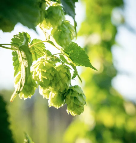 Engagement communautaire